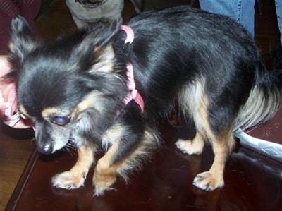 Dogs - Chihuahua